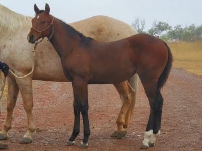 Whiskey Up Kelp JW <BR> AQHA 6157593